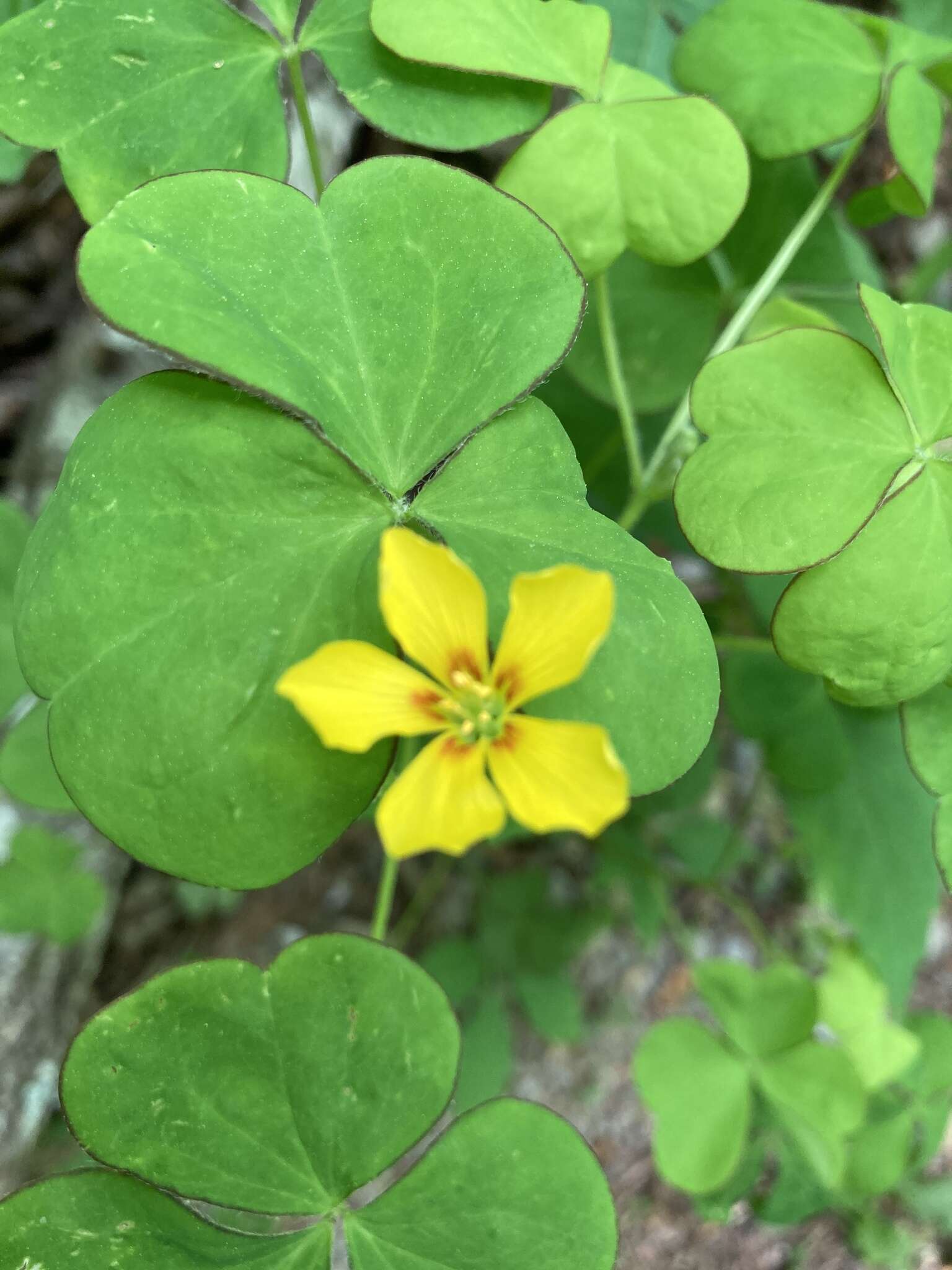 Sivun Oxalis grandis Small kuva