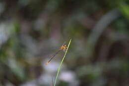 Image of Heteragrion aurantiacum Selys 1862
