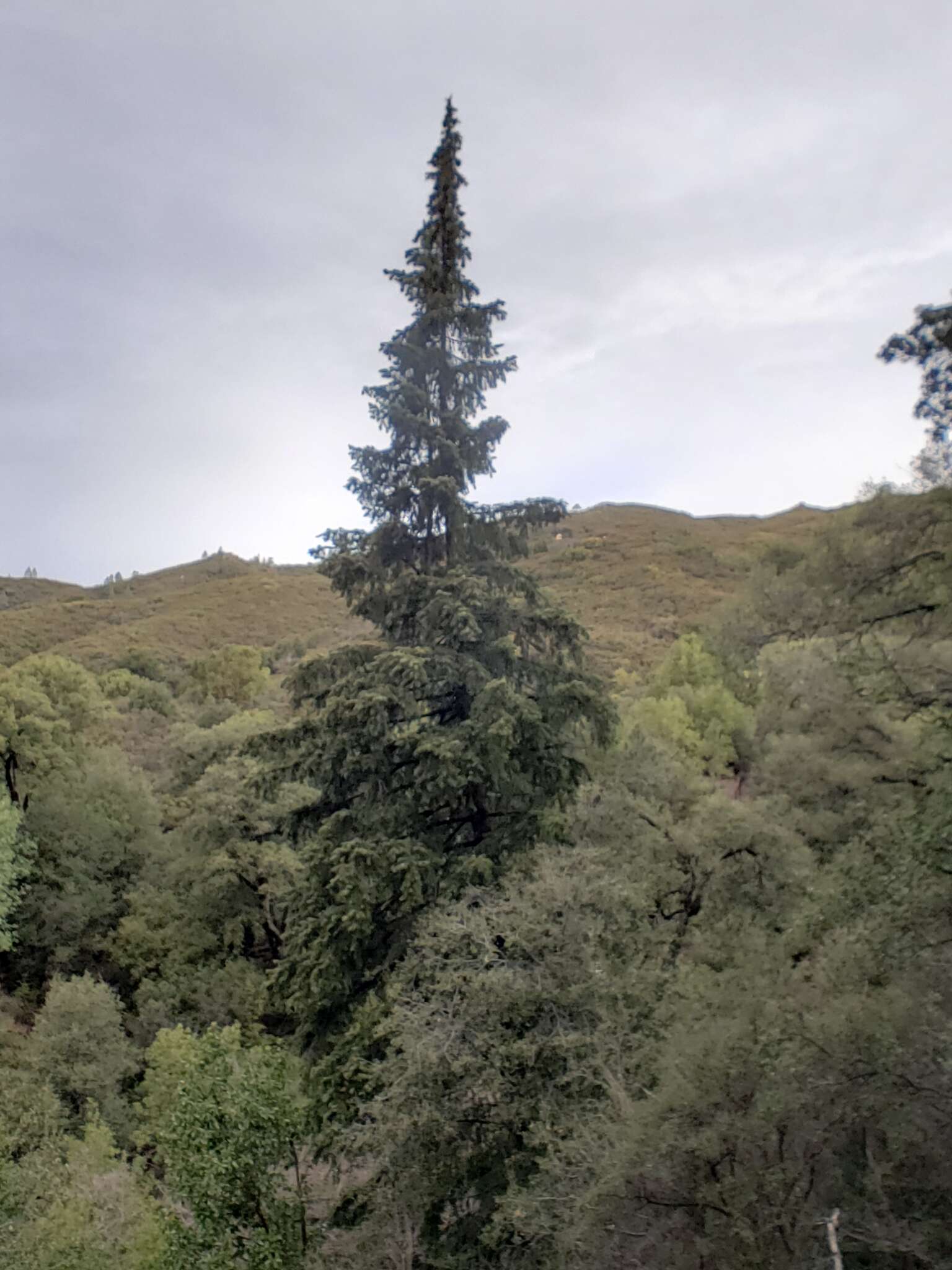 Image of Bristlecone Fir