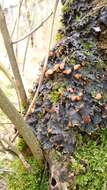 Image of Flat-fruited pelt;   Horizontal felt lichen