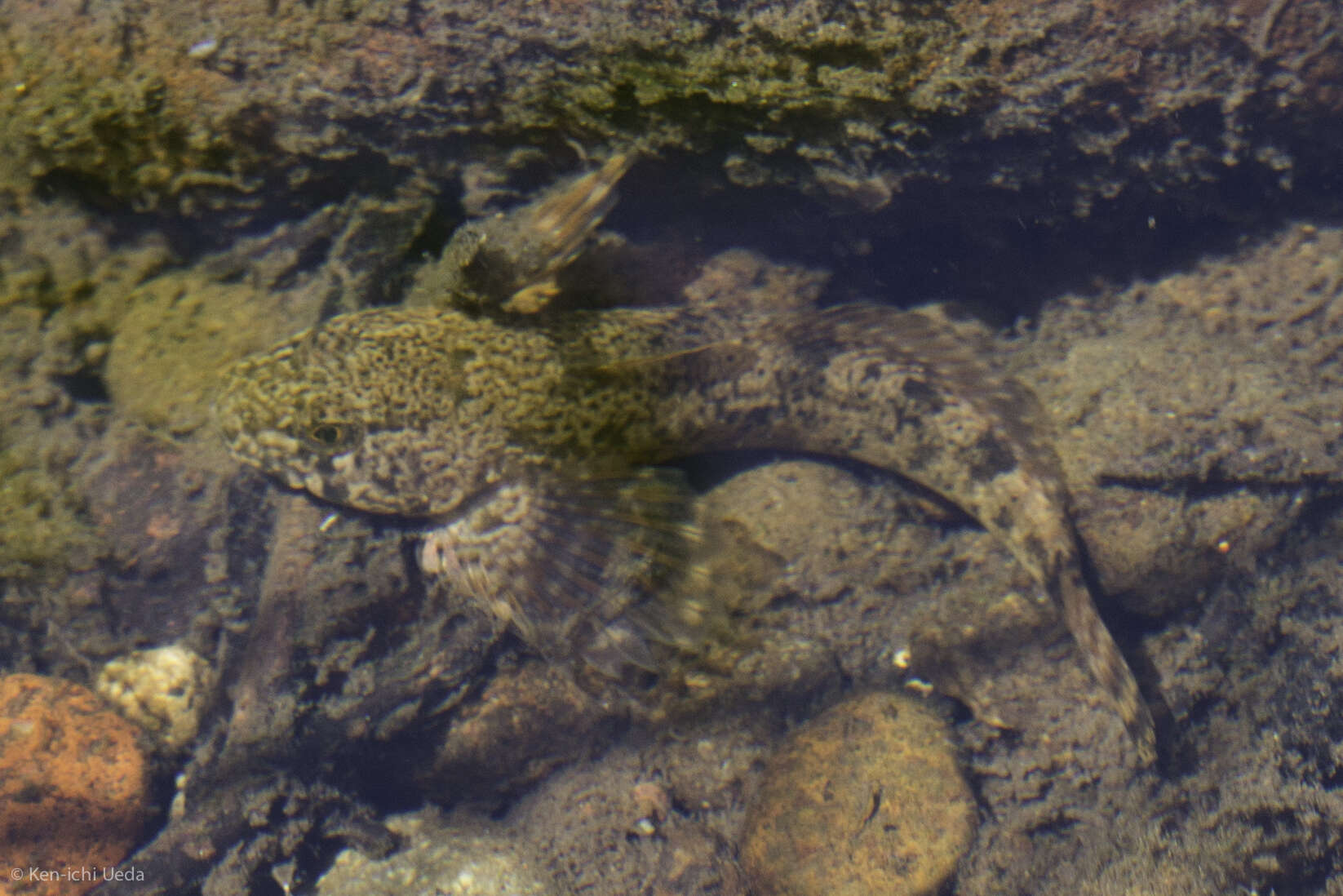 Imagem de Cottus beldingii Eigenmann & Eigenmann 1891