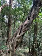 Imagem de Ficus craterostoma Warb. ex Mildbr. & Burr.