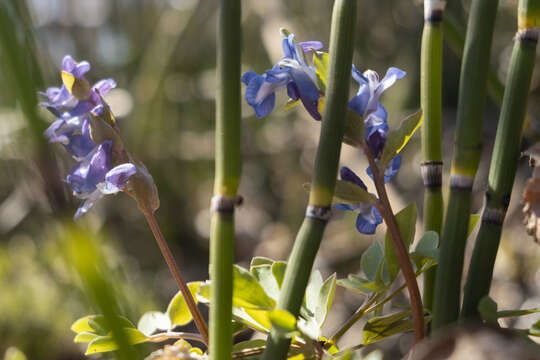 Image of Corydalis ambigua Cham. & Schltdl.