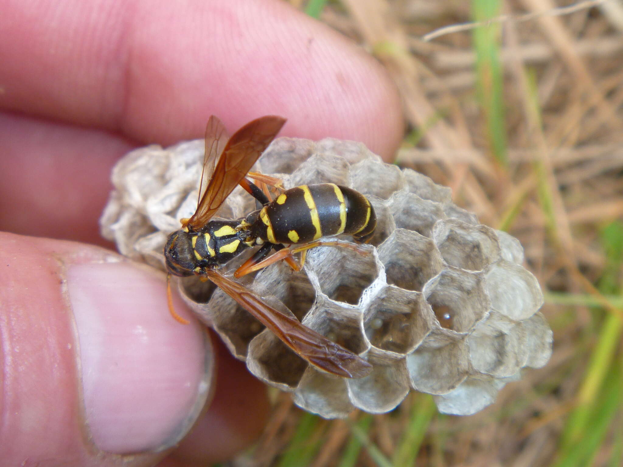 Imagem de Polistes chinensis antennalis Perkins 1905