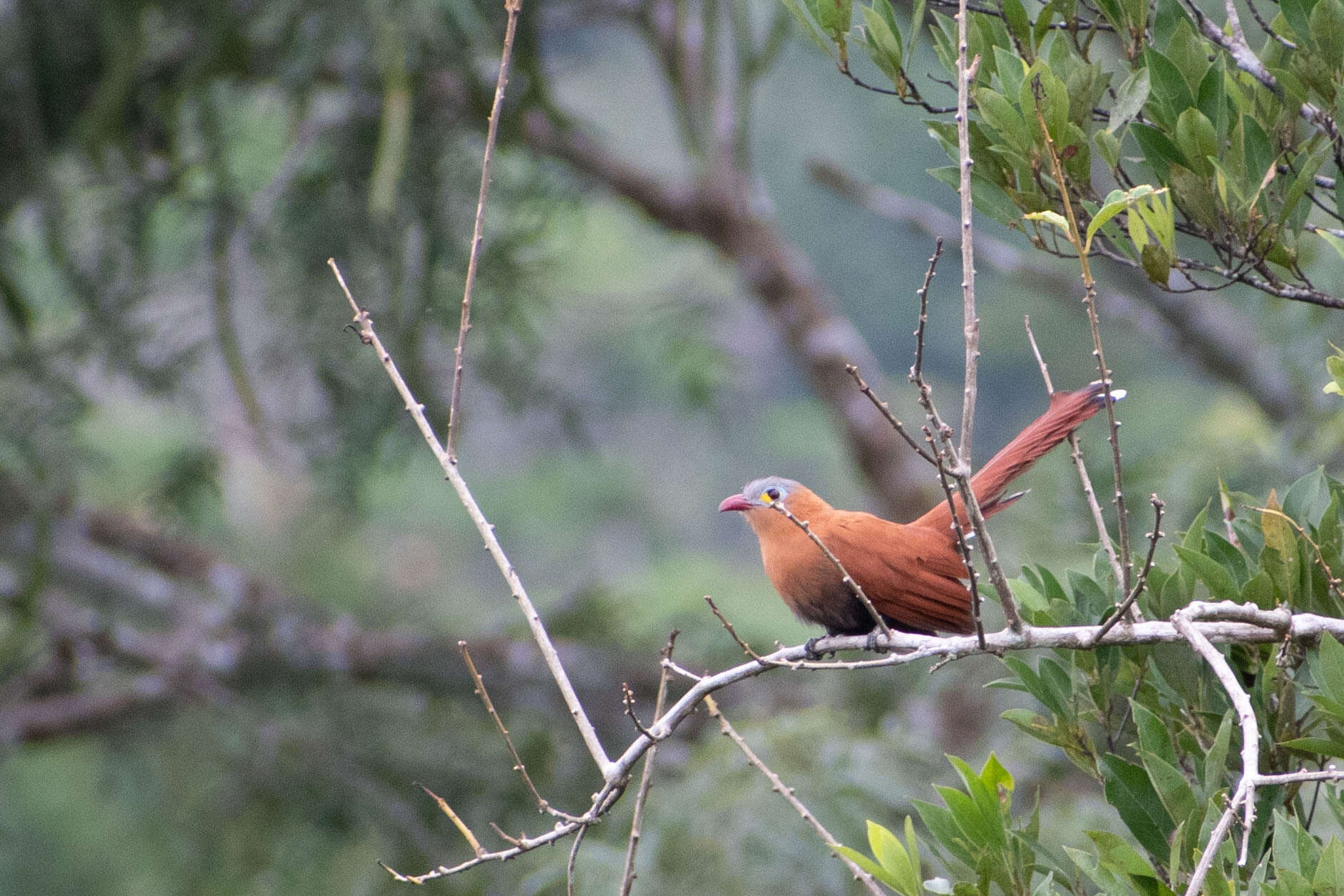 Image of Black-bellied Cuckoo