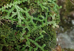 Imagem de Selaginella denticulata (L.) Spring