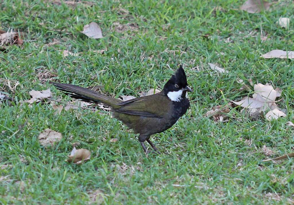 Image of Eastern Whipbird