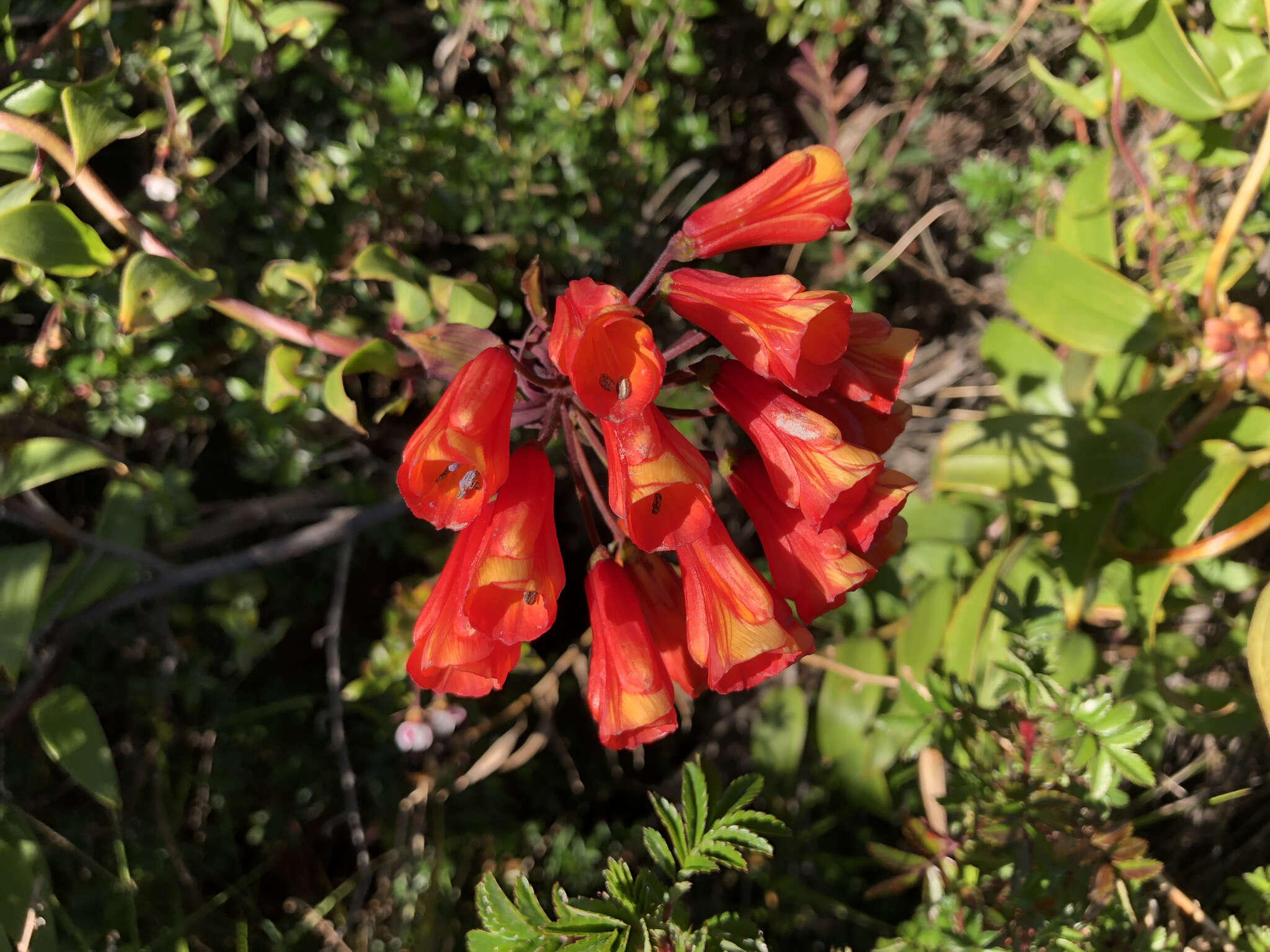 Imagem de Bomarea hirsuta (Kunth) Herb.