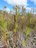 Image of Bokmakierie's tail