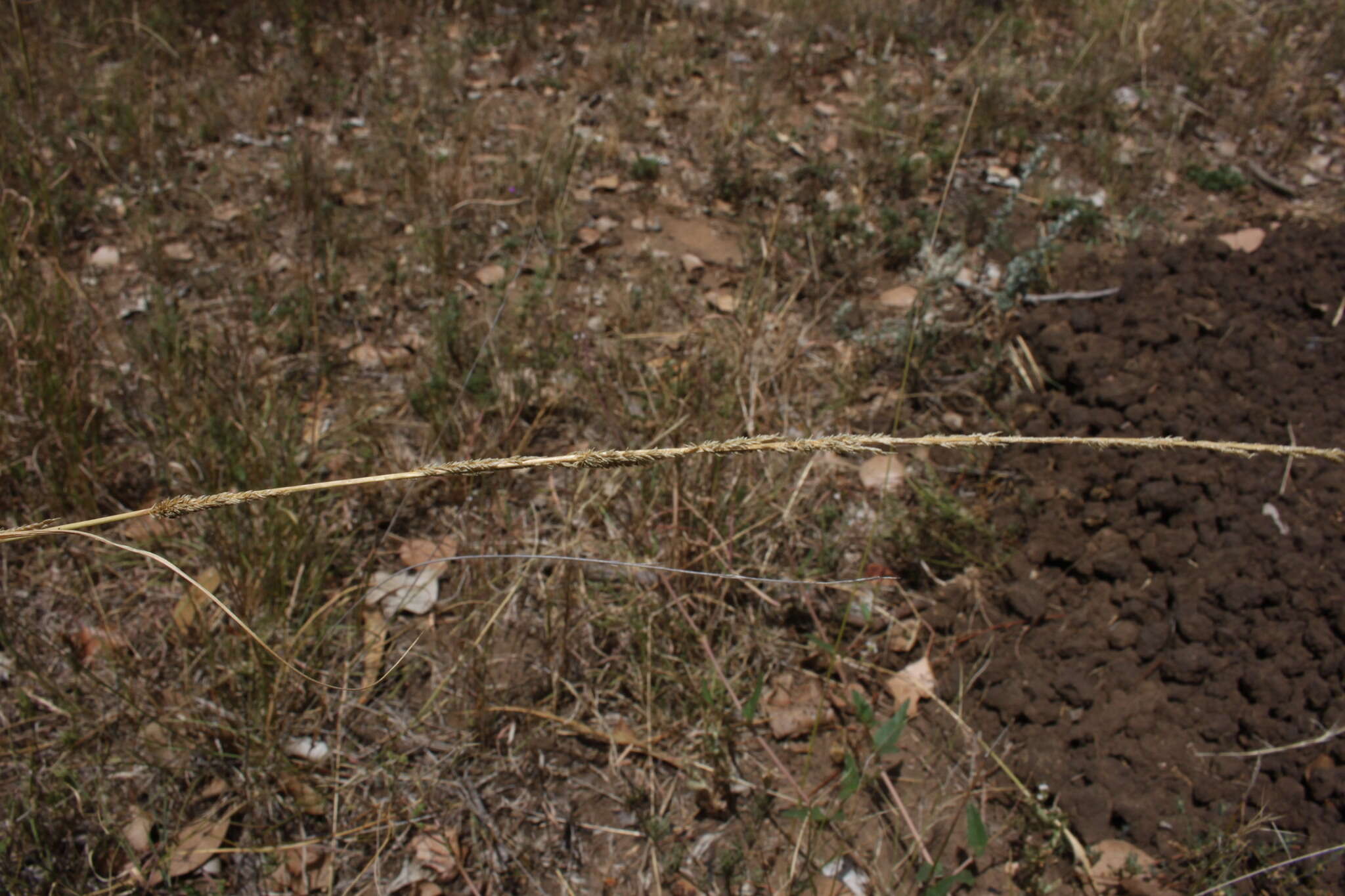 Image of slender dropseed