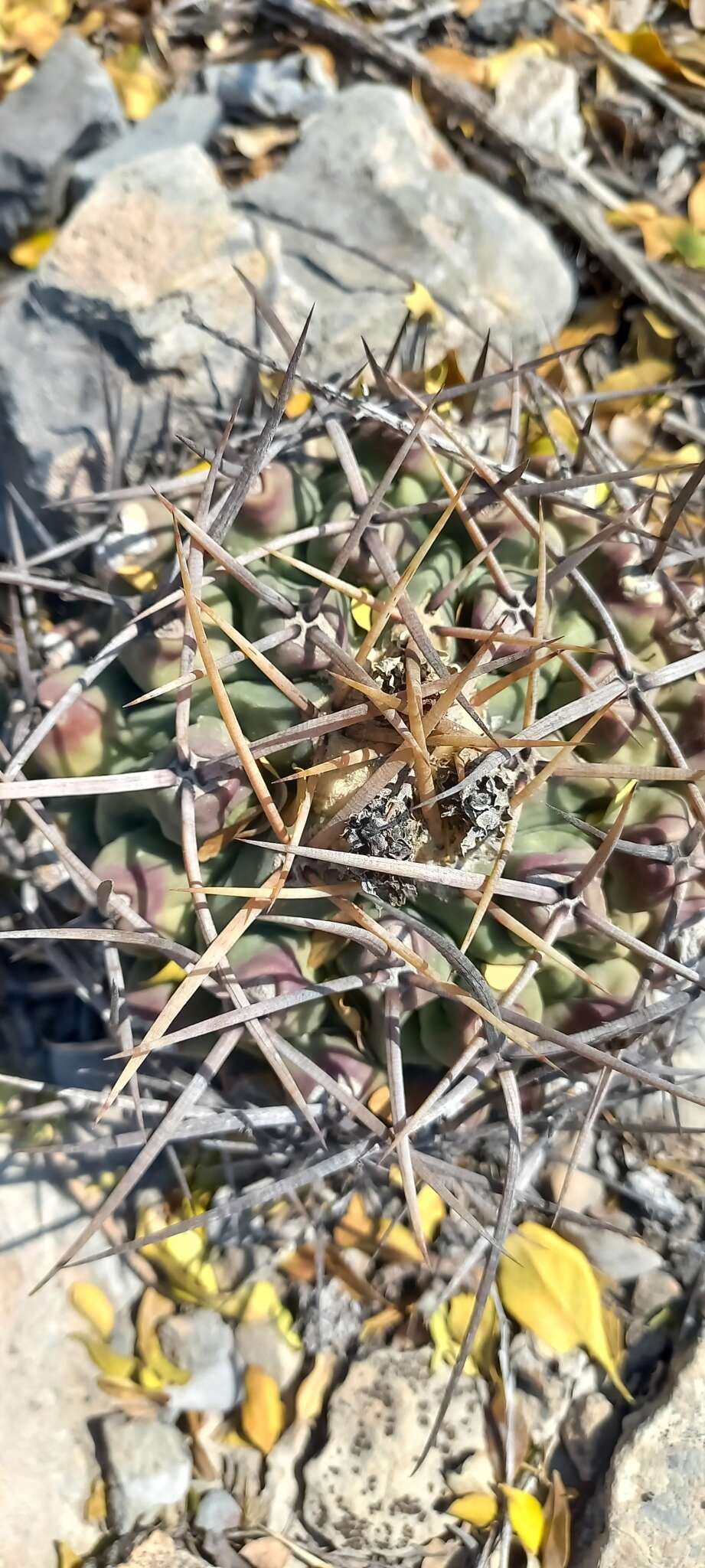 Image of Thelocactus rinconensis subsp. rinconensis