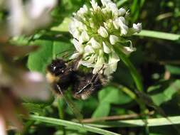 Image of Buff-tailed bumblebee