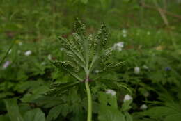 Image of Tranzschelia pruni-spinosae (Pers.) Dietel 1922