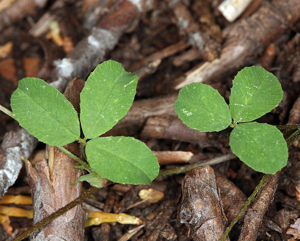 Image de Trifolium breweri S. Watson