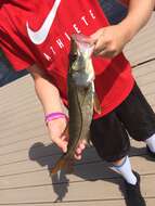 Image of Common Snook