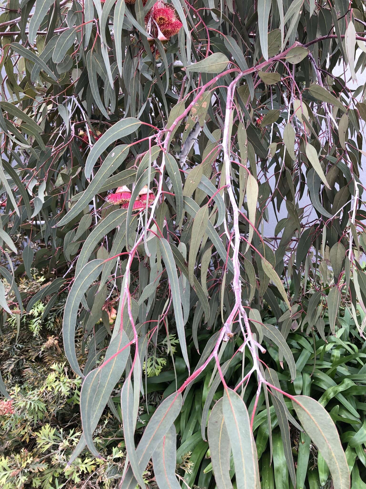 Слика од Eucalyptus caesia Benth.