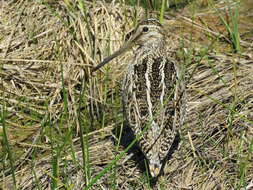 Gallinago magellanica resmi