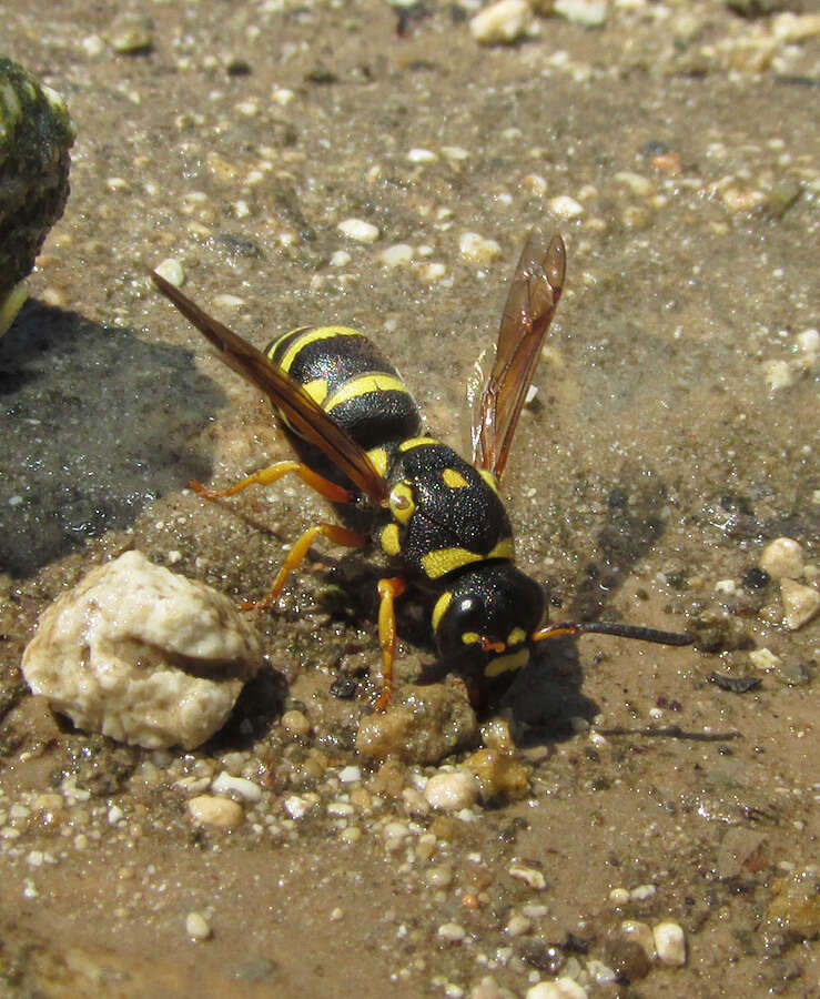 Image de Syneuodynerus egregius (Herrich-Schäffer 1839)