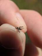 Image of Four-barred Knapweed Gall Fly