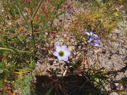 Image of Ixia monadelpha D. Delaroche