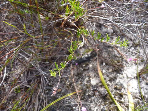 Imagem de Indigofera angustifolia var. tenuifolia (Lam.) Harv.