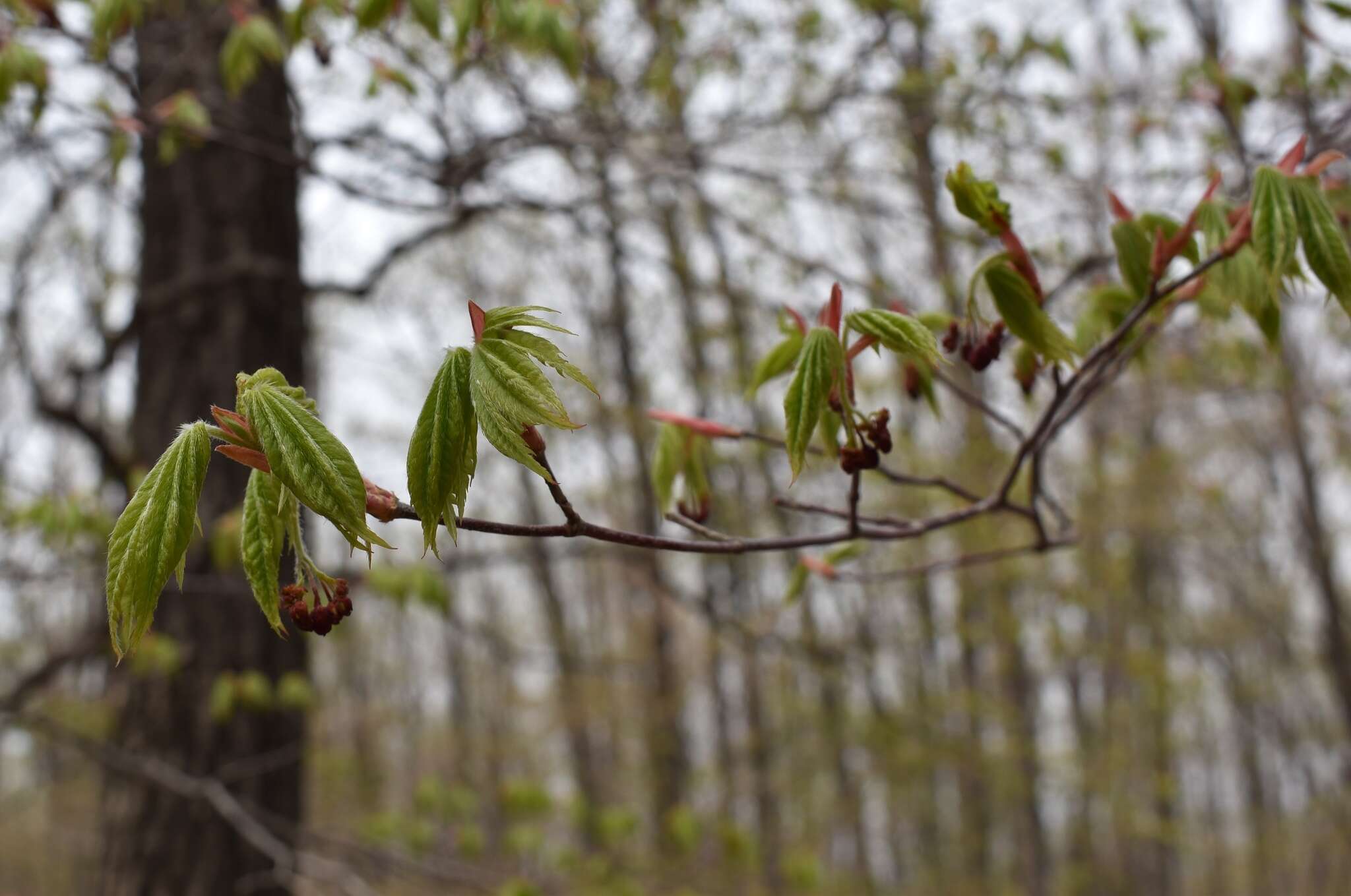 Imagem de Acer pseudosieboldianum (Pax) Kom.