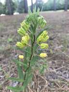 Image of Savannah Milkweed