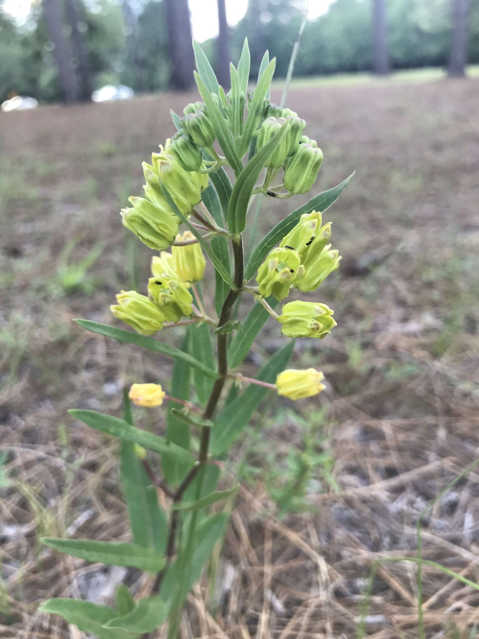 Image of Savannah Milkweed