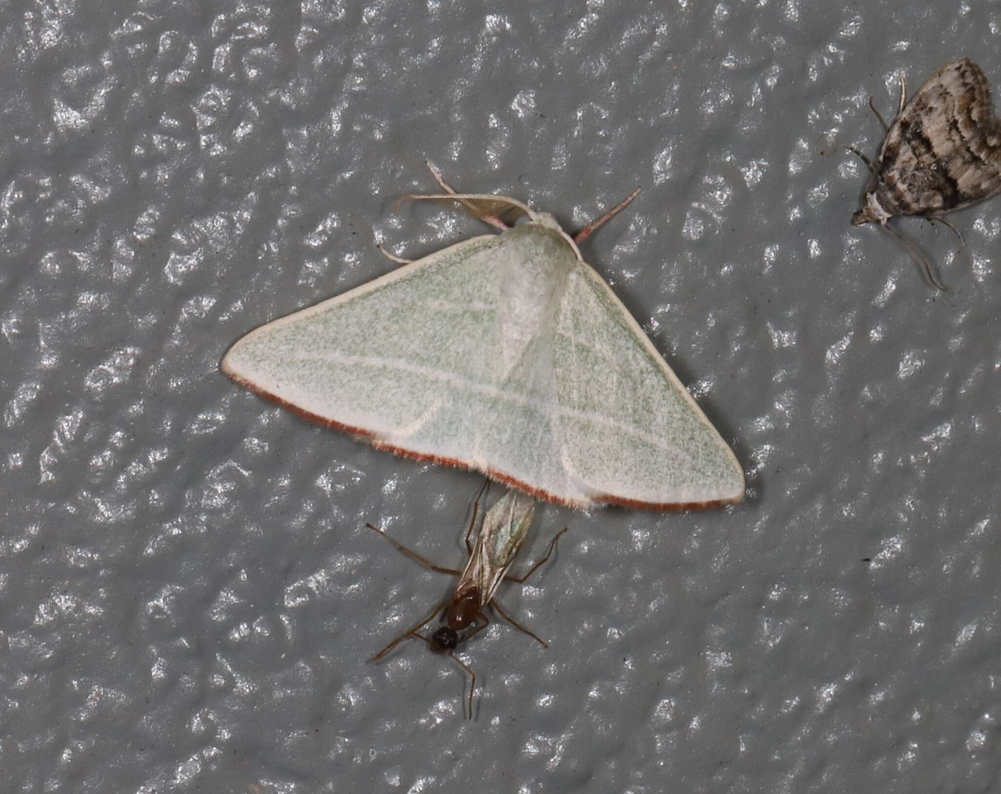 Image of Oenochroma infantilis Prout 1910