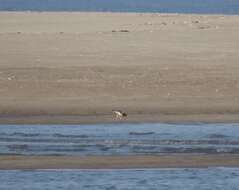 Image of American Oystercatcher