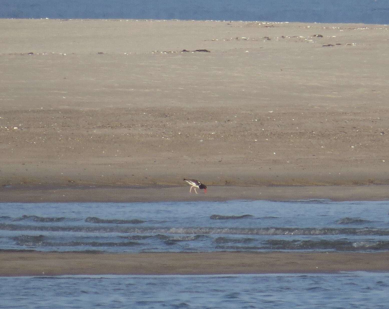 Image of American Oystercatcher