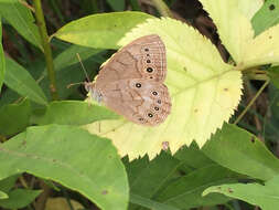 Image of Eyed Brown