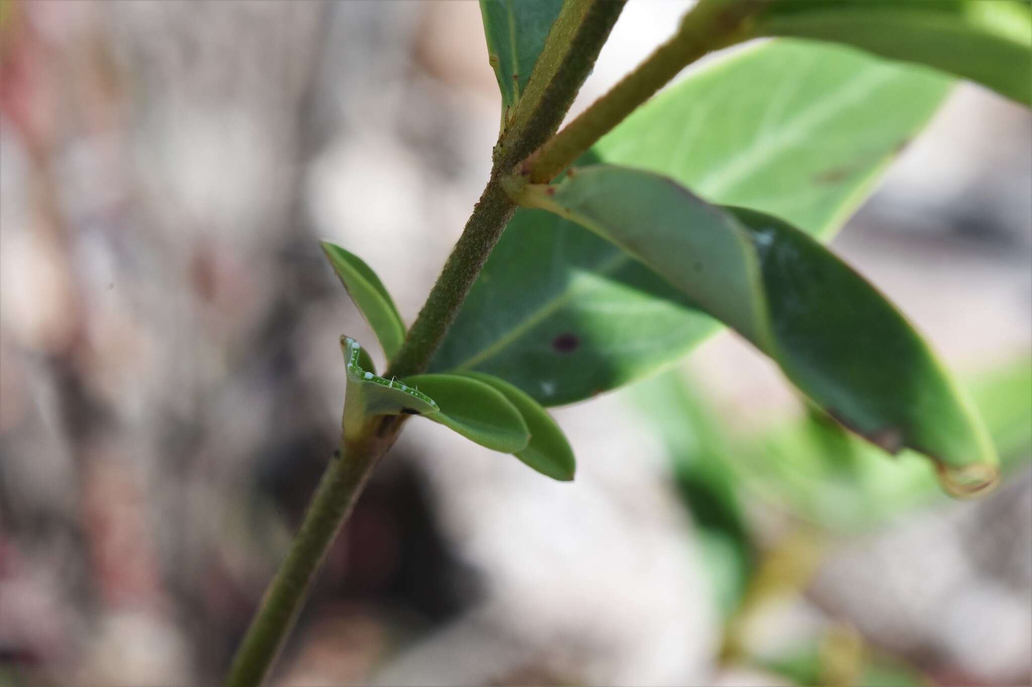 Image of Galphimia australis Chod.