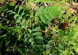 Image de Indigofera australis Willd.