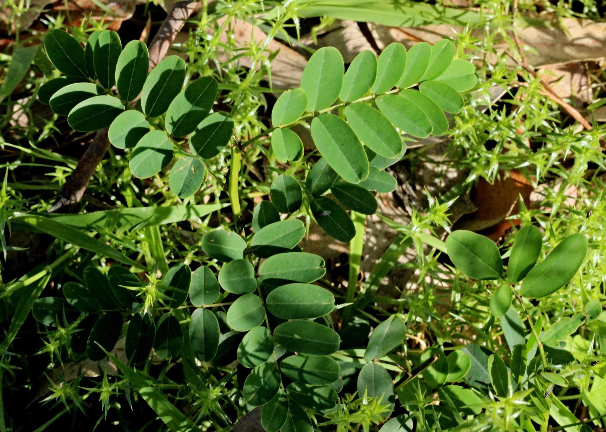 Image de Indigofera australis Willd.