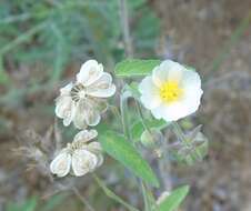 Image of Gaya minutiflora Rose