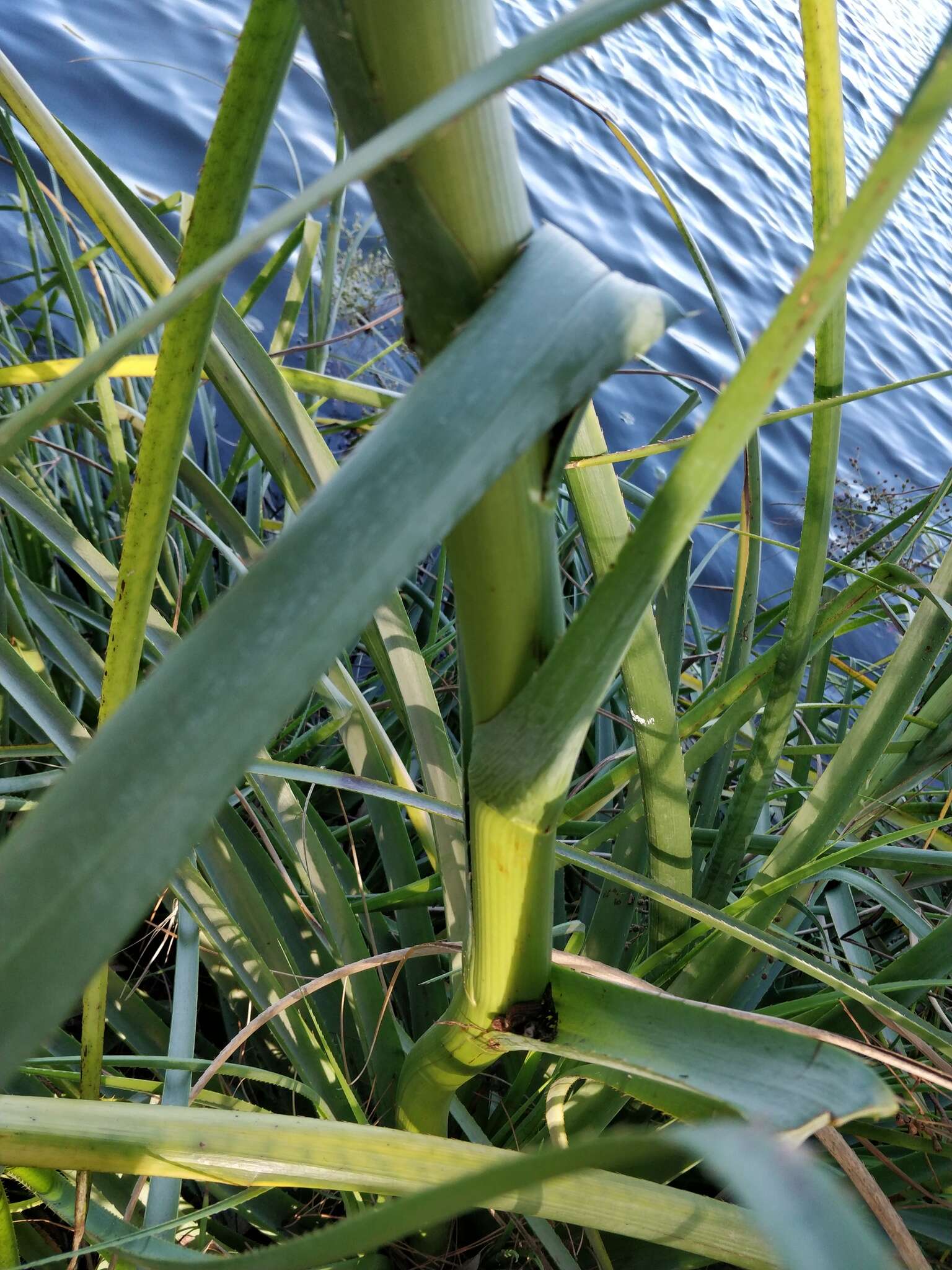 Image of Eryngium pandanifolium Cham. & Schltdl.