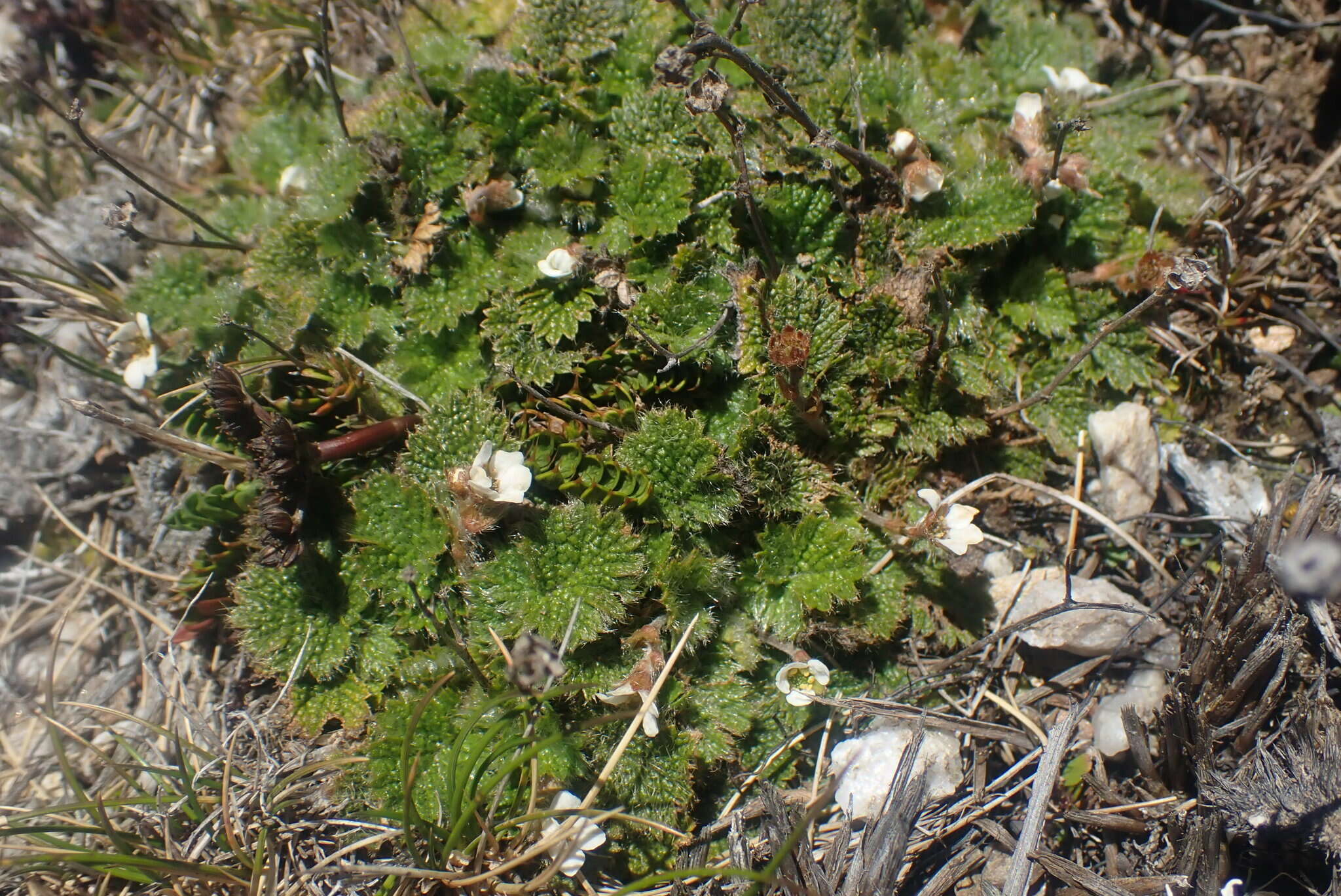 Image of Geum pusillum Petrie