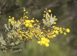 Image of graceful wattle