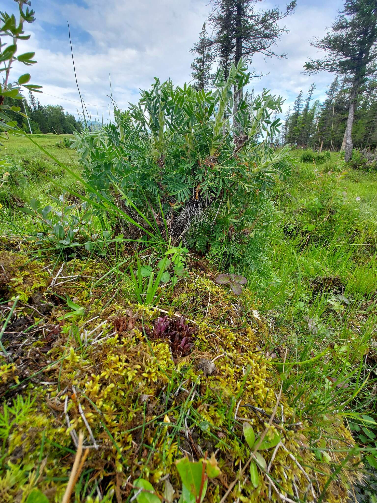 Image of Mannagettaea hummelii Harry Sm.