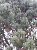 Image of Cooper's pine