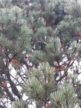 Pinus arizonica var. cooperi (C. E. Blanco) Farjon resmi