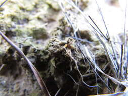 Image of spring club lichen