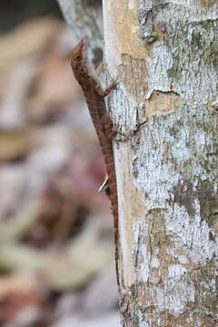 Image of Anolis marmoratus caryae Lazell 1964