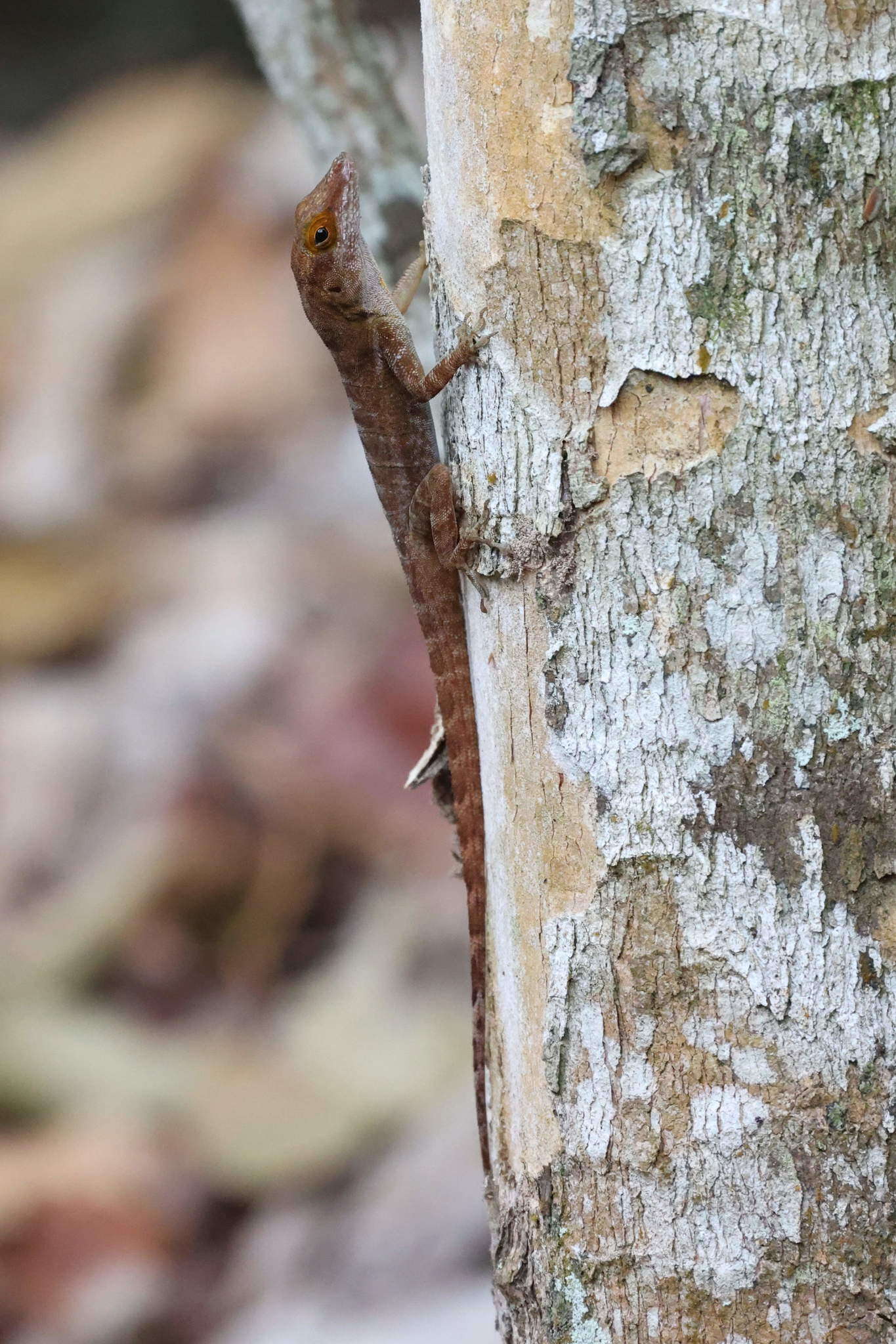 Anolis marmoratus caryae Lazell 1964 resmi