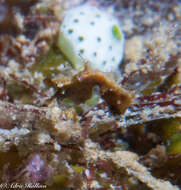 Image of Pontoh`s Pygmy Seahorse