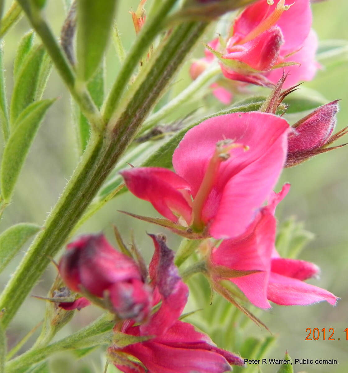 Imagem de Indigofera hilaris Eckl. & Zeyh.