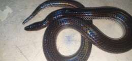 Image of sunbeam snakes