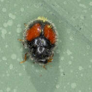 Image of Minute two-spotted ladybird beetle