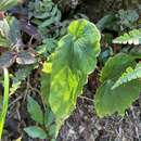 Image of Begonia wutaiana C. I Peng & Y. K. Chen